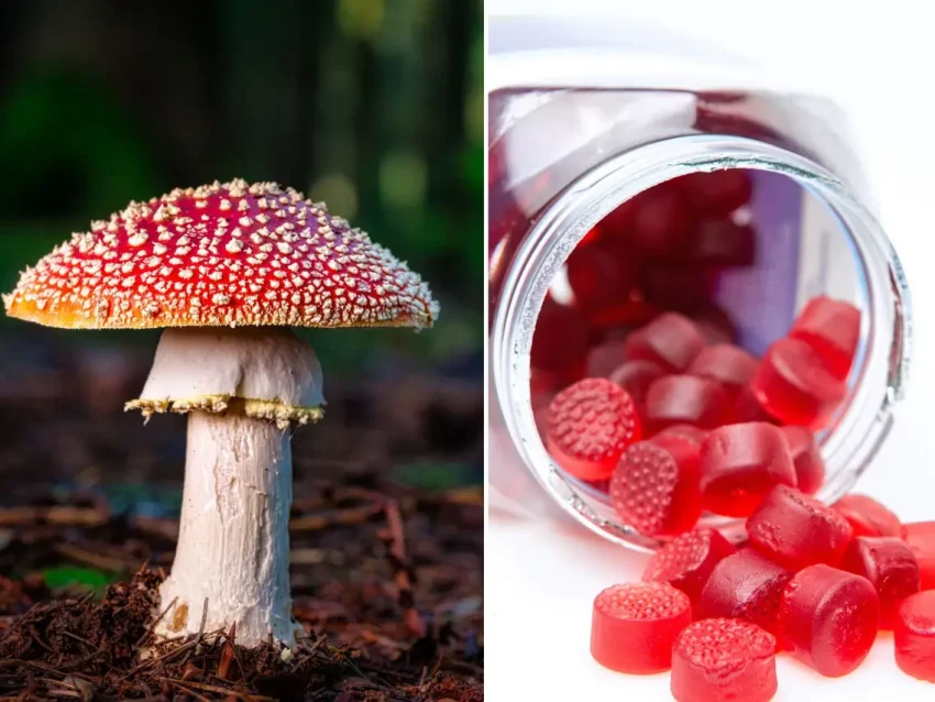 You can use Amanita Muscaria Gummies for pain relief.